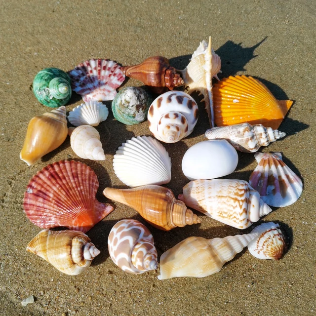 Natürlicher Afrikanischer Turban Shell Muschel Koralle See Schnecke Haus Deko EB