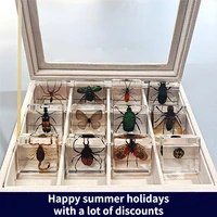 Real Insect Small Animal Square Resin Real Insect Scarab Spider Beetle Apply To Specimen Teaching Gift Box Home Decor 1