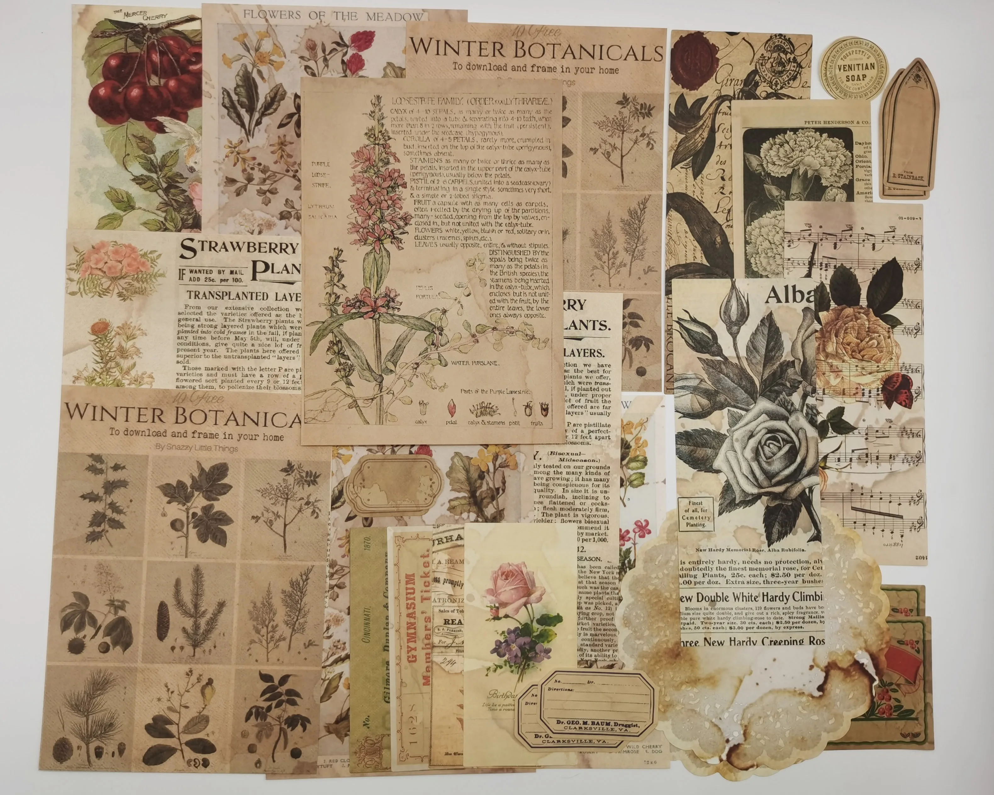 Carte Vintage de grande taille pour page de livre ancien plante