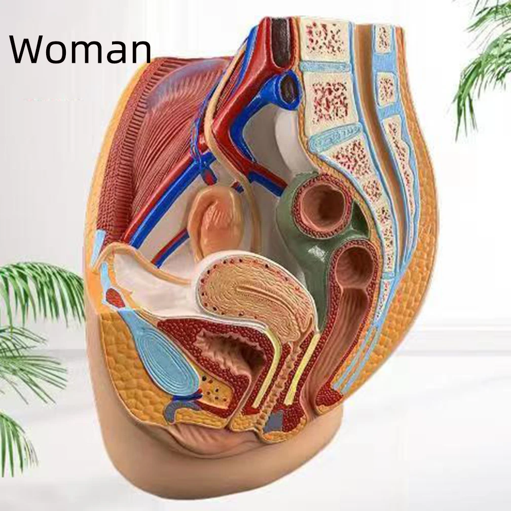 Pelvic Anatomy Section Model 1