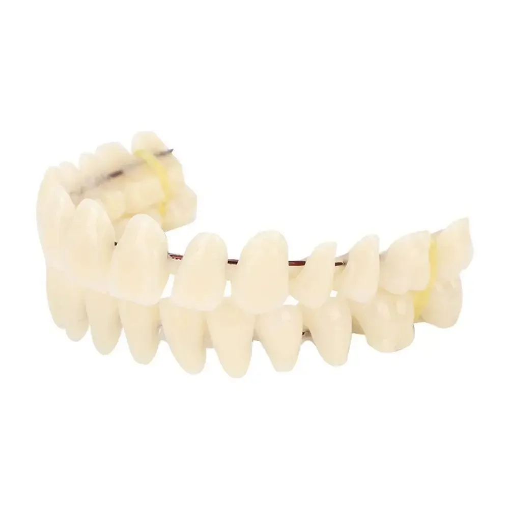 Set Completo Denti Superiore Inferiore 3 Taglie Paralume Fai Da - Foto 11