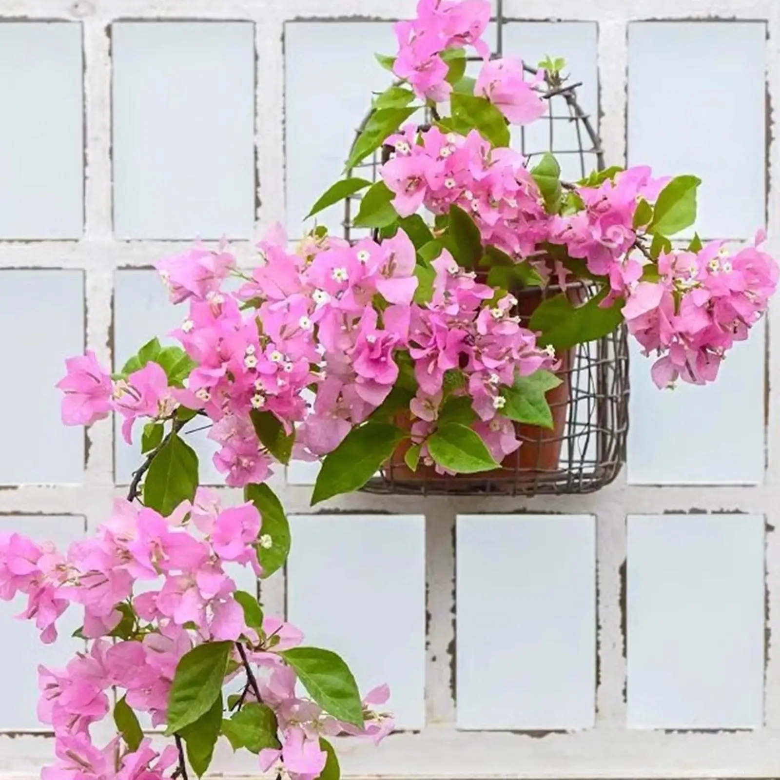 Wall Mounted Basket Hanging Planter Flower Pot Stand Iron Wire Mesh Basket for Garden Balcony Yard Backyard Retro Design Storage Wall Mounted Basket Hanging Planter Flower Pot Stand Iron Wire Mesh Basket for Garden Balcony Yard Backyard Retro Design Storage