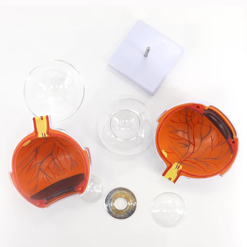 Anatomical Eye Model Eyeball Eyelid Model Disassemble 6 times Enlarged Optic Nerve For Eye Special Teaching eye model