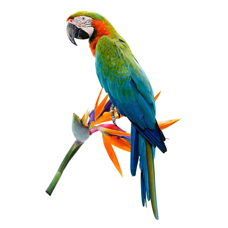 C206# Beautiful Parrot And Hummingbird Hand Painted Bird Sticker For Home Decoration Toilet Sticker