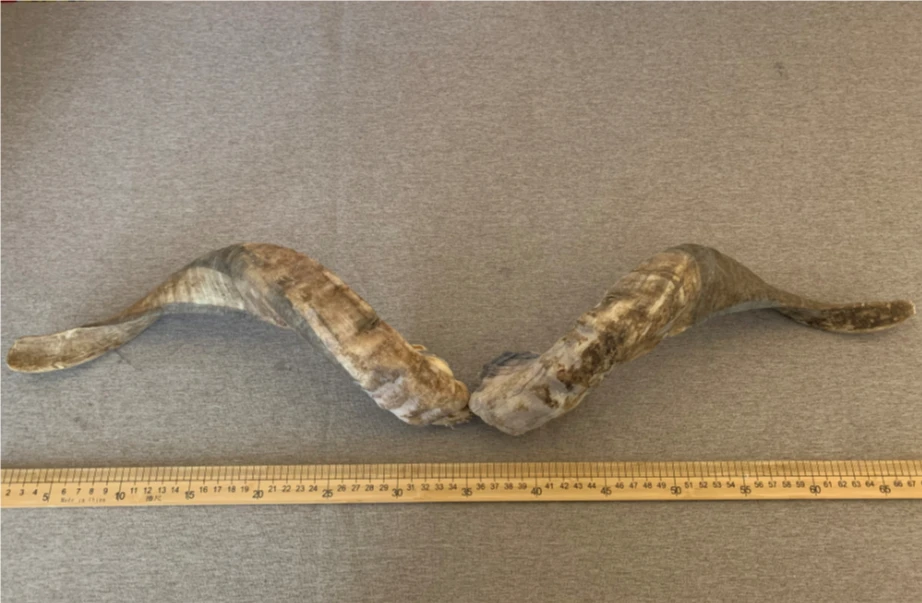 

Boutique natural capricorn horn material, ram's horn material, authentic Qinghai screw sheep material 242201