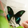 Butterfly Specimen Ornaments Real Butterfly Insect Specimens Spread Wings Student Creative Birthday Gift Transparent Box Decor 4