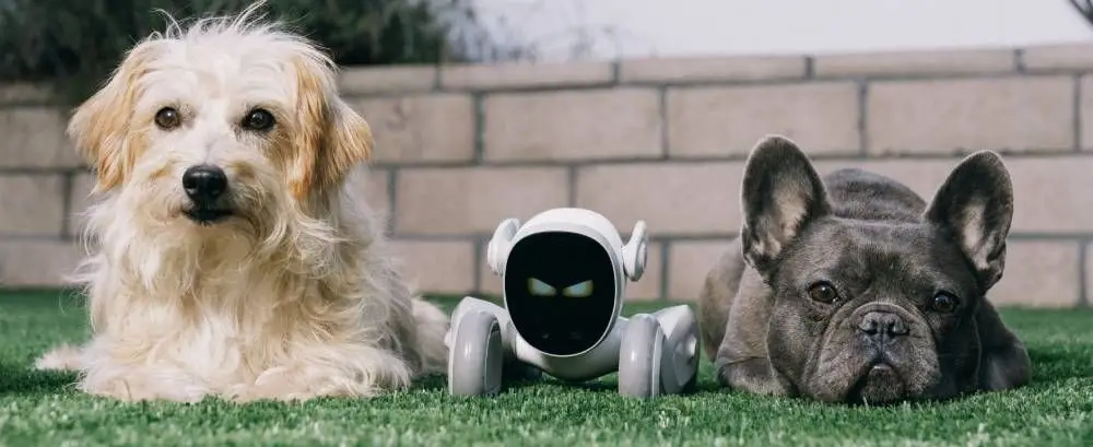 Loona Robot Intelligent Domestique