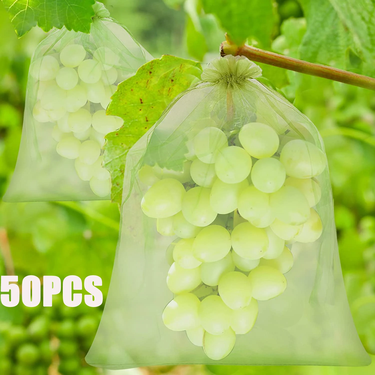 A Grade Green Fress Grapes, Packaging Type: Plastic Bag, Packaging Size: 10  Kg at Rs 80/kg in Noida