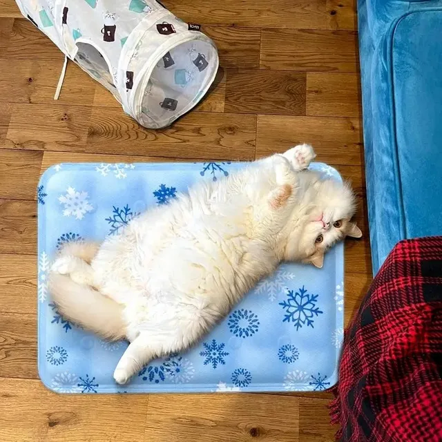Cats Pet Products Cooling Cushions Accessories Accessory Puppy Bed All Things Dog Supplies Houses and Habitats Basket Kitten Mat Cats Pet Products Cooling Cushions Accessories Accessory Puppy Bed All Things Dog Supplies Houses and Habitats Basket Kitten Mat