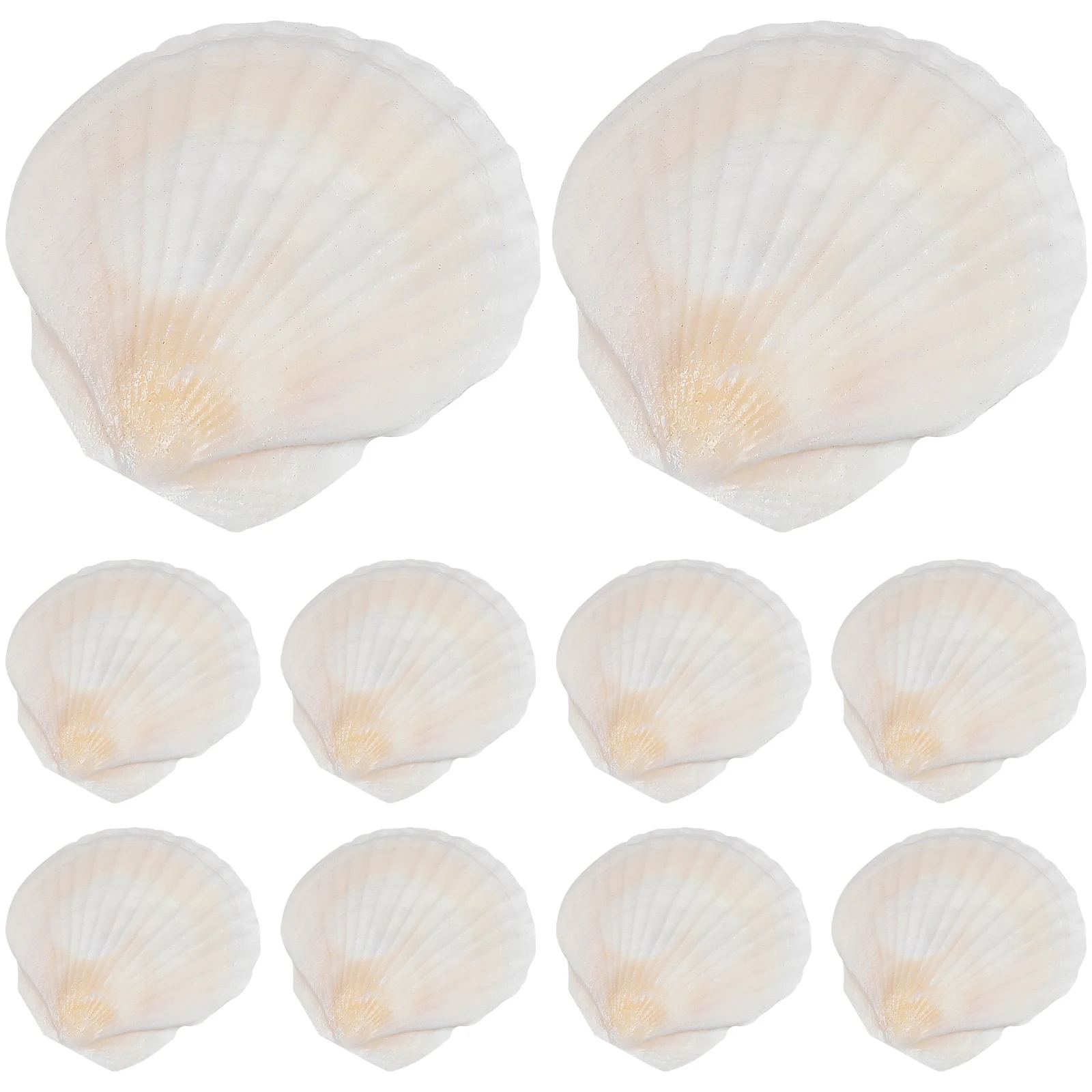 40 pçs conchas de vieira branca artesanato diy decorativo tanque de peixes aquário paisagismo ornamento festa de praia decoração de casa conchas para artesanato