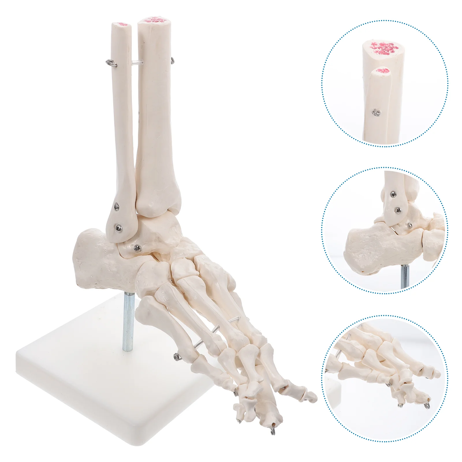 

Human Foot Joint Anatomical Model Ankle Joint Model Teaching Model without Ligament