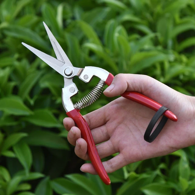 Small Garden Pruning Shears Potted Handle Orchard Scissors Branch Fruit  Picking Farm Professional Bonsai Gardening Tools - AliExpress