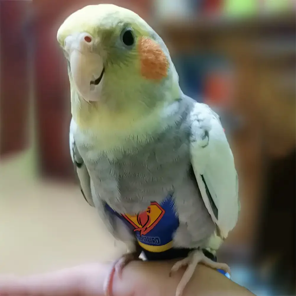 Parrot Diaper Cute Bird Physiological Diaper Cockatiel Pigeons Small Medium Large Pet Birds Flight Suit Clothes Nappy Washable - Image 5