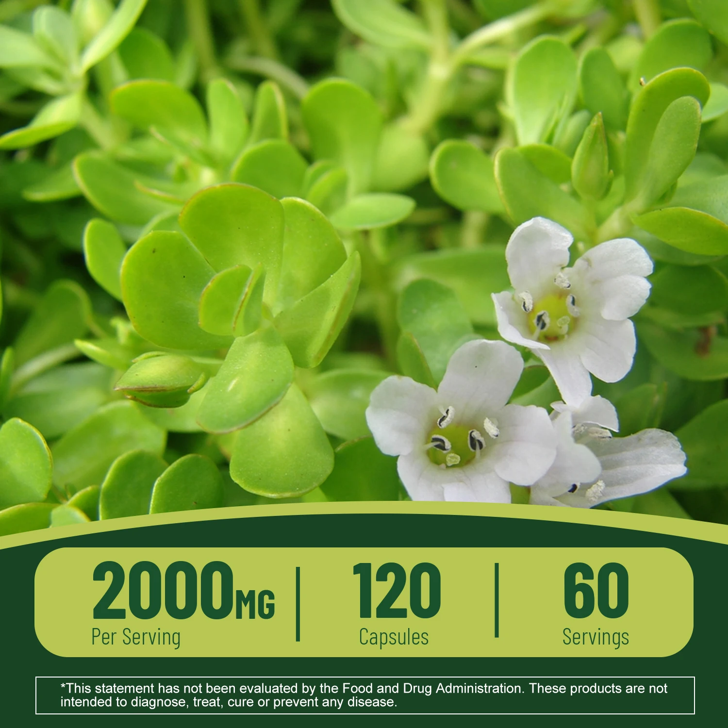 Bacopa Monnieri Extract Energy Booster Brain Health Performance Cognition Focus Energy Stamina