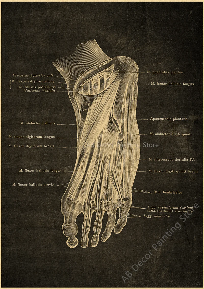 Nostalgic Posters Anatomy Chalkboard Poster Prints Body Parts Heart Hand Foot Drawing Vintage Home Room Art Wall Decor Painting Peckshirt
