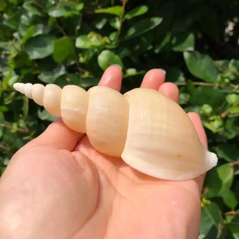 

Натуральная раковина Naididae, образец раковины, улитка, жилище, краб, сменная раковина, аквариум, водное украшение, Морская раковина, Морской Декор