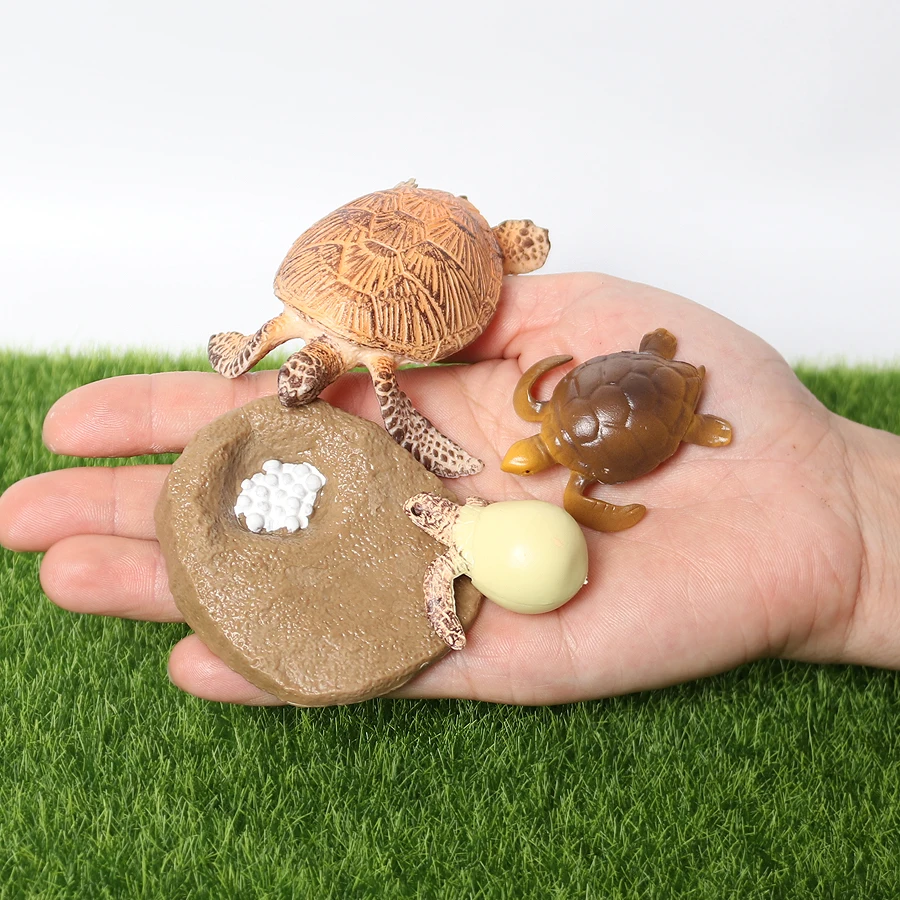 Realistic Sea Turtle Growth Cycle Educational Toy and Cake Topper Gift