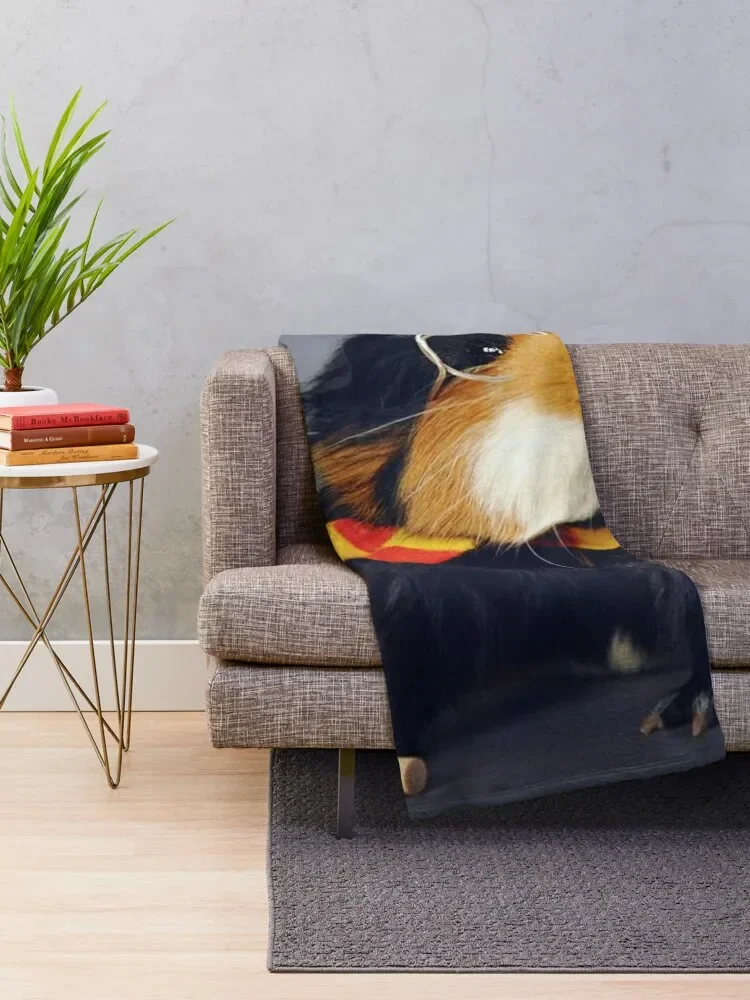 ����Ǳ�-ī�� �÷���-�� 24 ������ ���, ���Ÿ� ����Ʈ ��ġ ��� ���