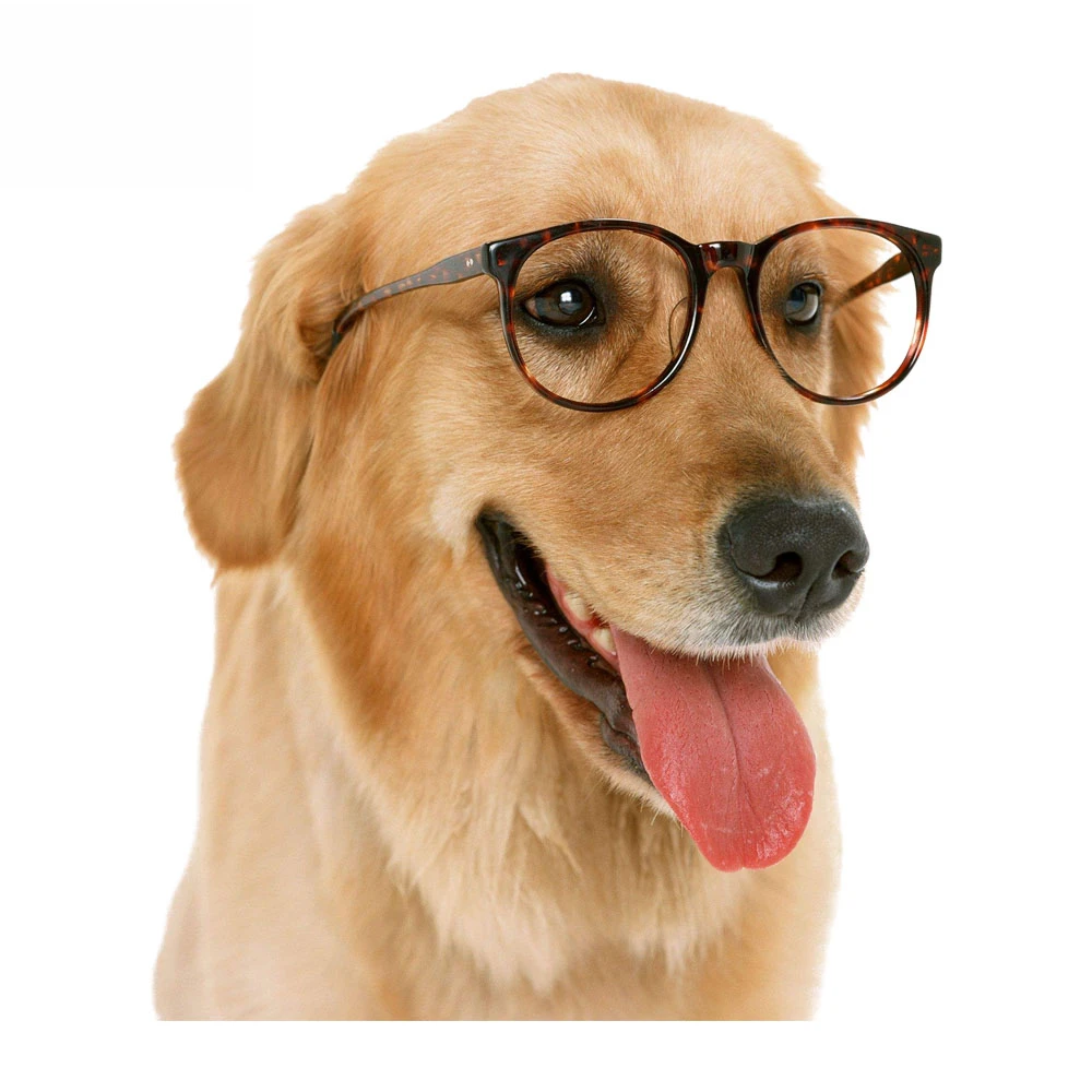 

Bespectacled Golden Retriever Animal Car Sticker Motorcycle Decorative Vinyl Decal 16.8cm*14cm
