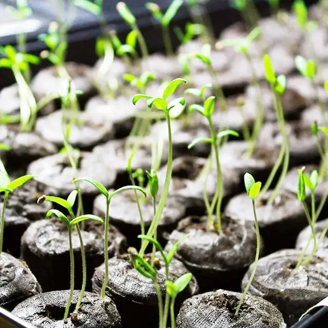 10 Tőzeg Pellet 30 Mm -Es Magvak Induló Talaj Palánták Sár Palánta Tálca Táplálkozási Blokk Kompressziós Tőzegblokk Óvodai - Image 5