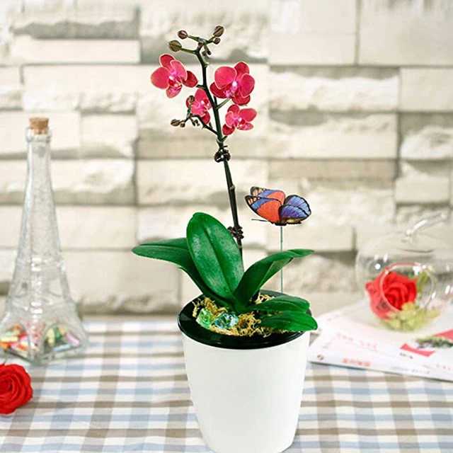 Orchidea Klip Növényi Tartó Klipek 20Db Phalaenopsis Támogatás Műanyag Újrafelhasználható Zöldségek Virágkötéses Bilincs - Image 3