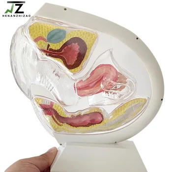 Transparent Uterus Anatomy Model 1