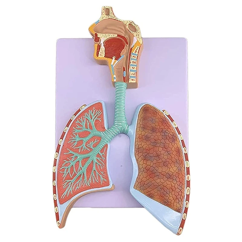 

Multifunctional Realistic Human Respiratory System Anatomical Model Shows Alveoli Right Bronchial Tree Respiratory Tract