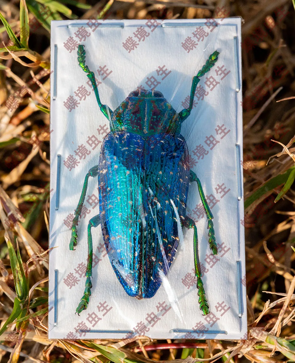 Polybothris sumptuosa gema  Observation on the teaching of real insect specimen home decoration holiday gift sculpture 4