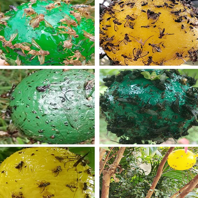 Függő Légycsapdás Golyó Gyümölcsliszta Fogó Ragacsos Csapdák Orchard Fa Ragadós Lógó Gyümölcshibához A Növényi Darázs -Ellenőrzéshez - Image 3