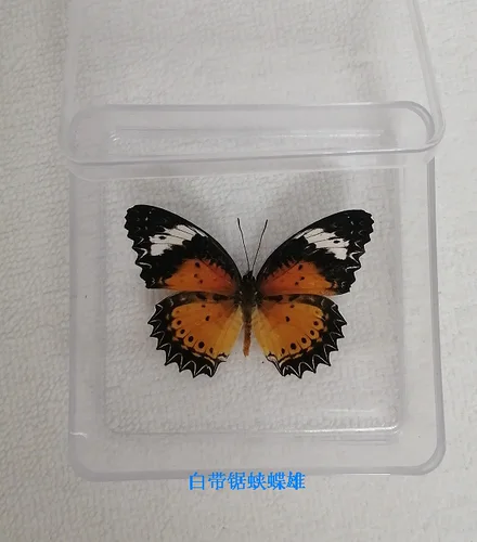 Butterfly Specimen Real Butterfly Specimen Insect Specimen Butterfly Shooting Props DIV Student Teaching Transparent Box Pack 