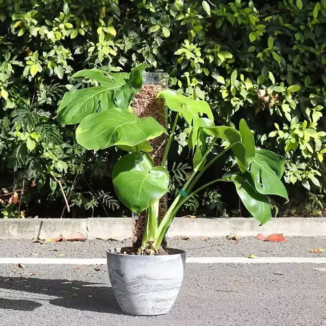 4Db -Os Növényoszlopok Beállított Vonatnövények Felfelé Nőnek A Kerti Növények Támogatása Beltéri Mászó Számára - Image 4