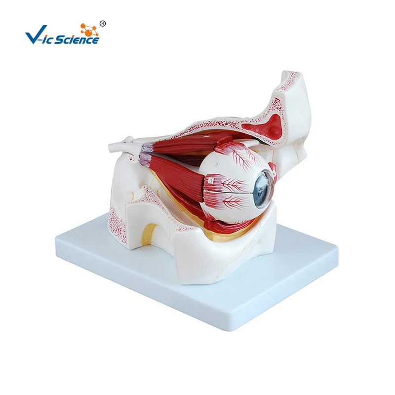 eye-with-orbit-medical-model-human-eye-model-enlarged-eye-anatomy-model