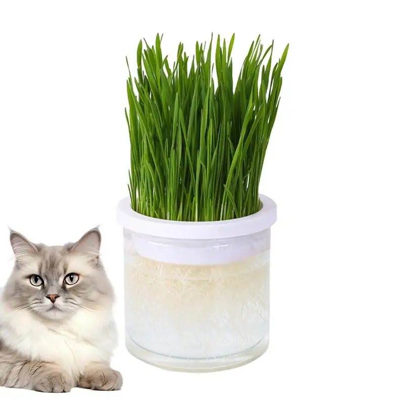 PetCatGrassDigestionGrowingTrayDishGreenhouseHydroponicsPlantClearCatGrass