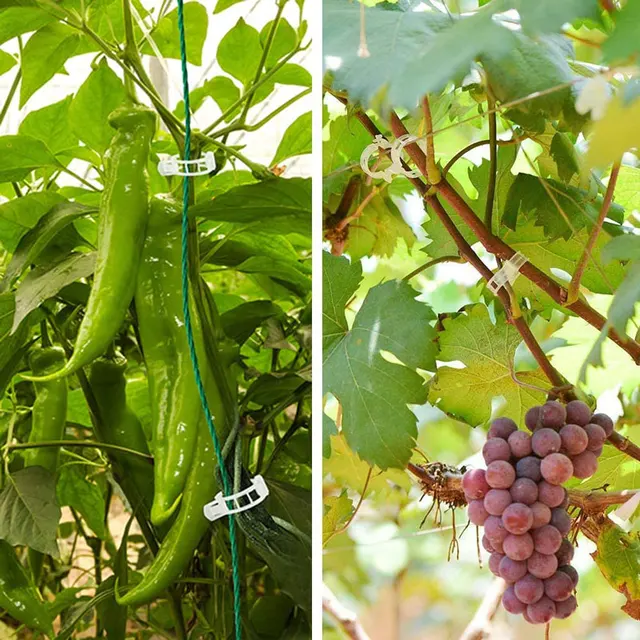 50/100 Darabos Növénytámogató Kerti Klipek Műanyag Szőlő Rácsos Klip Ravaszító Rögzítő Bilincsek Paradicsom Uborka Virág Squash - Image 6