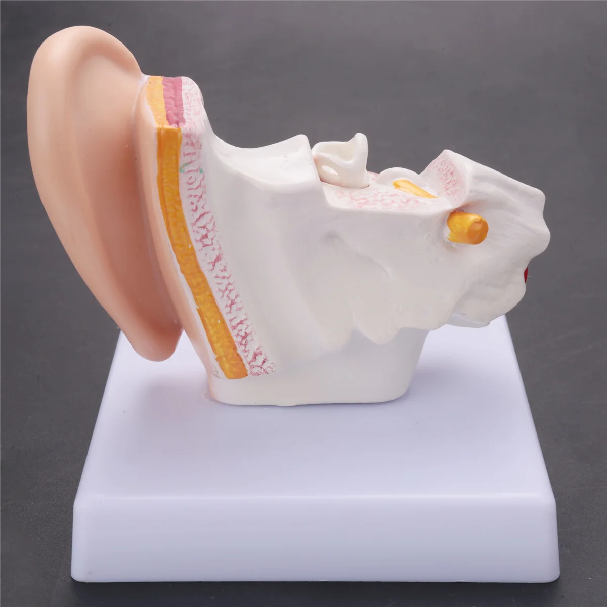 

1.5 Times Human Ear Anatomy Model Showing Organs Structure Of the Central and External Ears Teaching Supplies