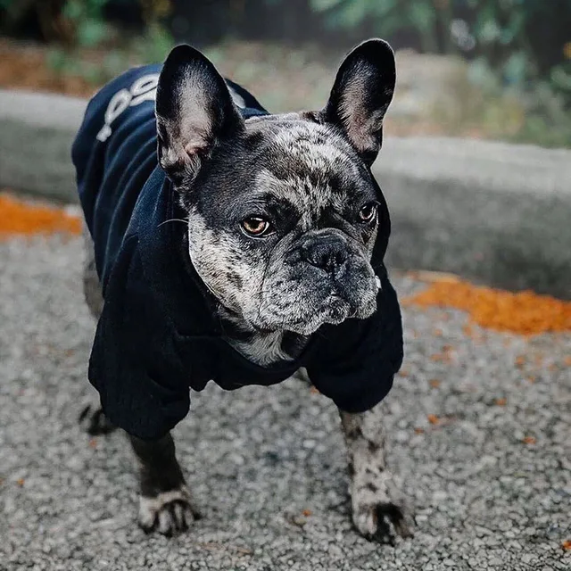 Warm Pet Hoodie Jacket 4