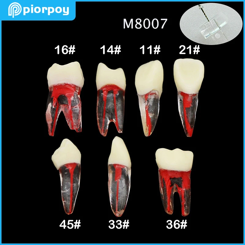 Dental Endo Training Tooth Root Canal Model Rotary Files RCT