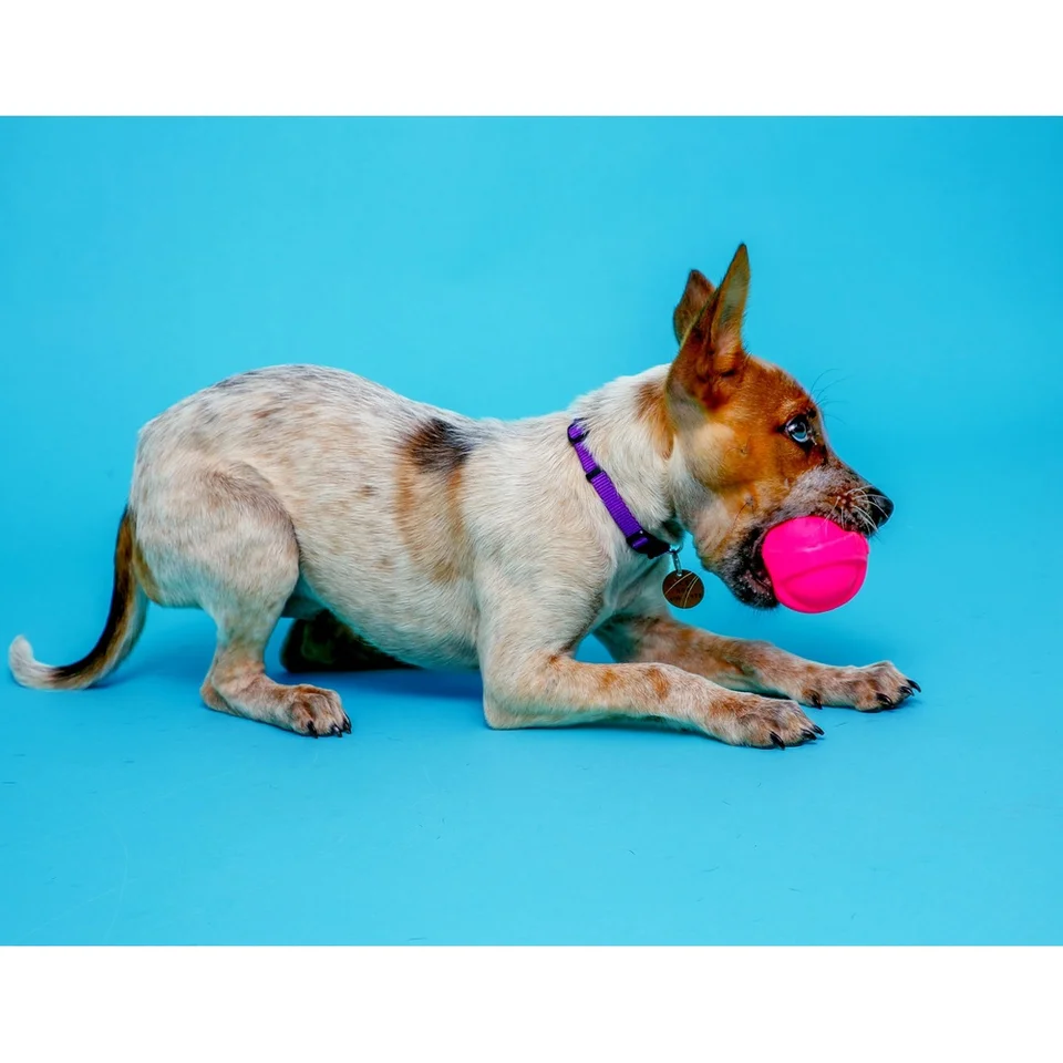 Durable Bacon Scented Dog Toy Squeaker Fetch Set