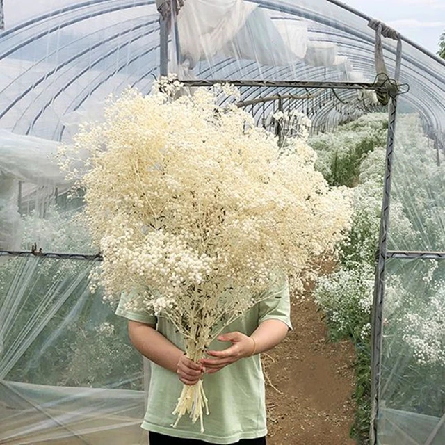 Flores secas naturales conservadas flores secas Gypsophila bebé aliento  millones estrellas ramo de flores secas decoración de la boda planta  natural