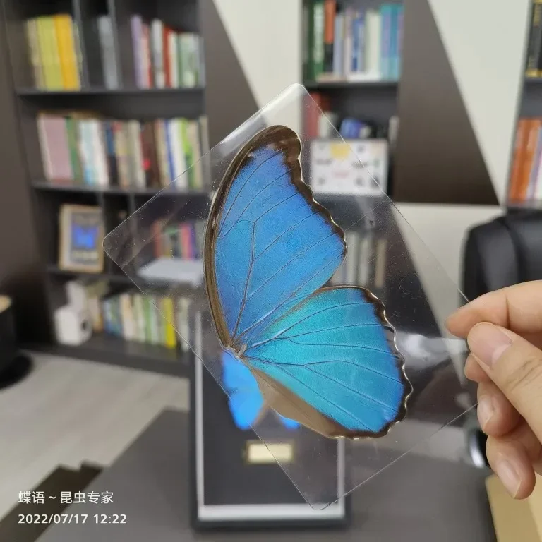 Butterfly Specimen with Blue Flash Butterfly Wings of Real Butterflies Ideal for Handmade Diy Taxidermy Practiceb 2
