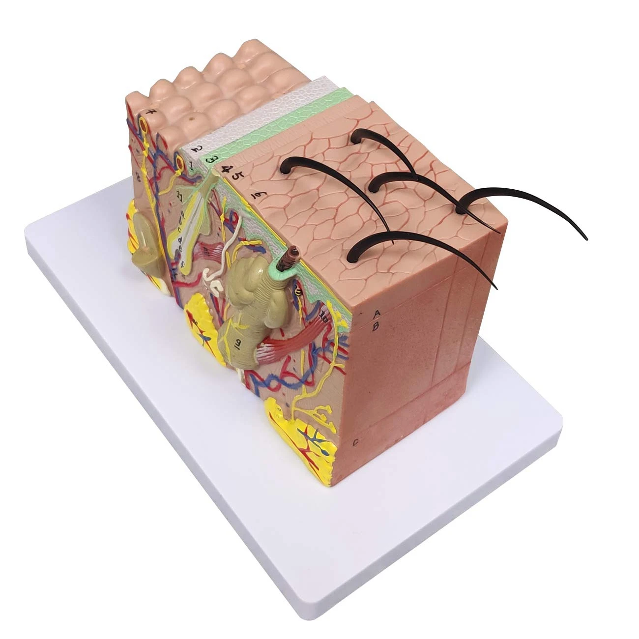 35X Enlarged Skin Model 5