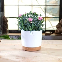 Plant Pot Circular Large Flowerpot Plastic Indoor Plants Succulent Planter with Drainage Bonsai Potted with Tray Home Decoration 3