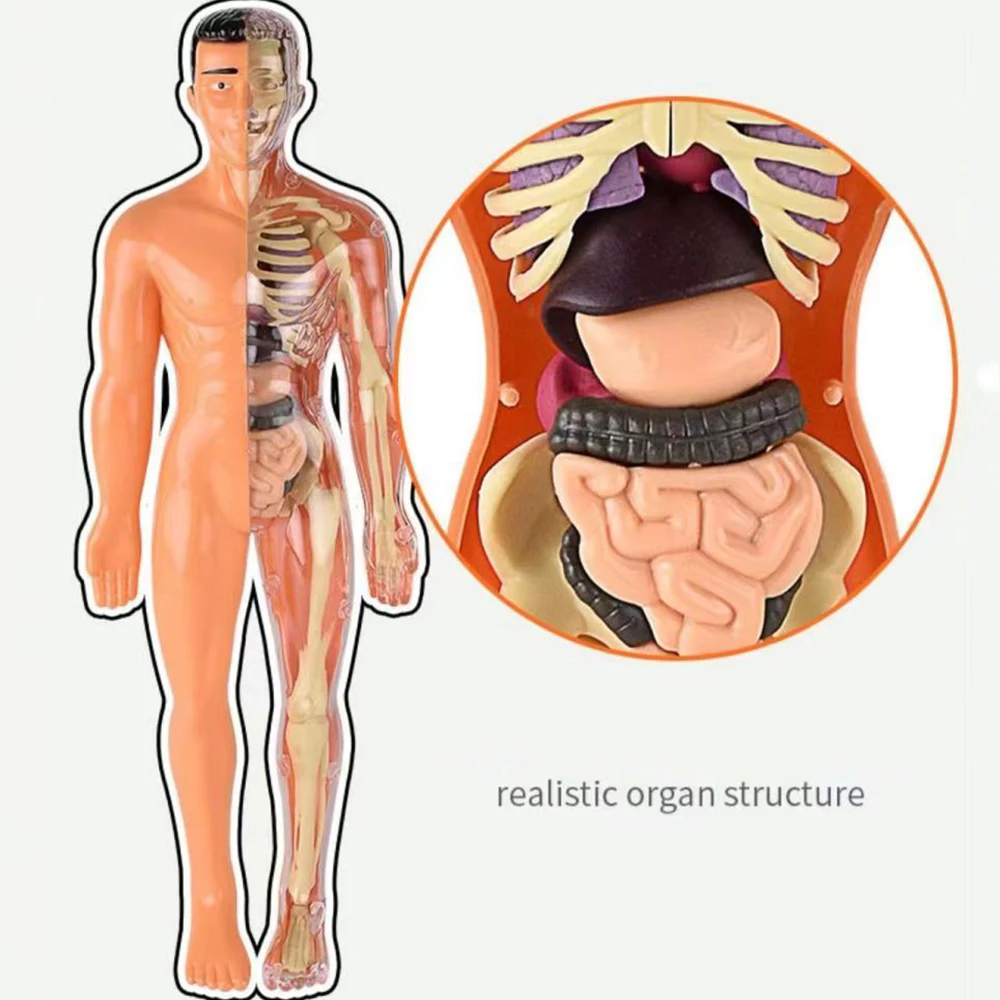 Modèle éducatif, modèle de Corps Humain de 55 cm 19 pièces modèle  d'anatomie du Torse Humain avec modèle de Squelette de Cerveau de tête de  Coeur, modèle d'anatomie du Corps 4D, modèle