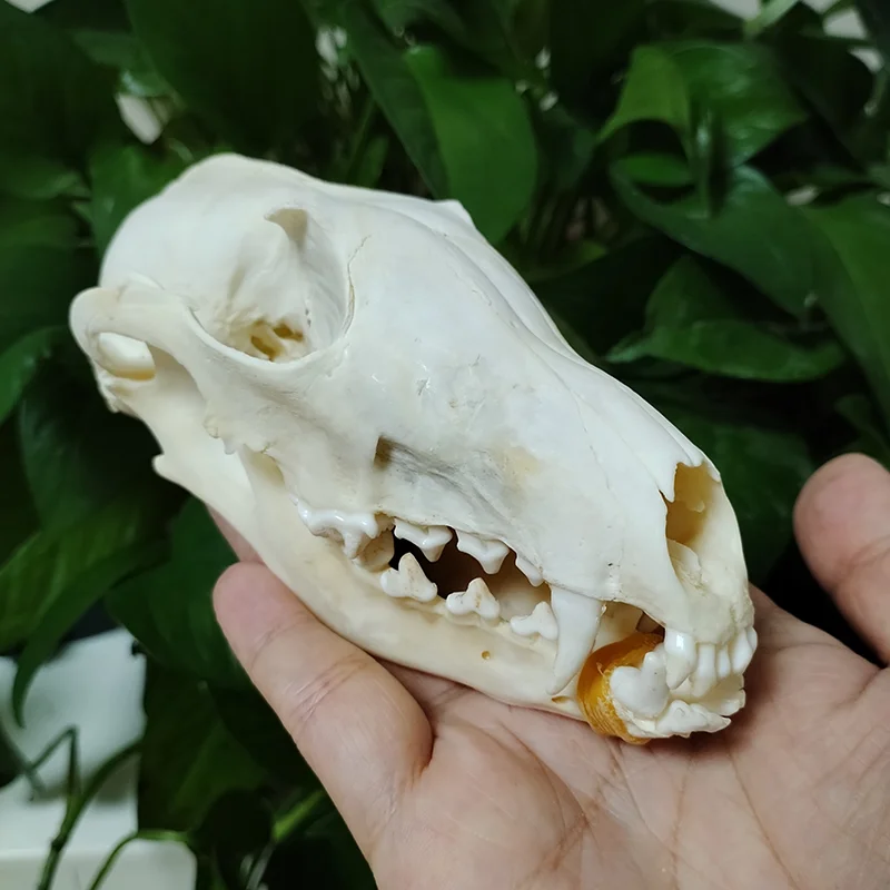 動物　頭骨 標本 Amazon.co.jp: 本物のワニの頭蓋骨標本 - 動物の頭蓋骨モデル - 本物の