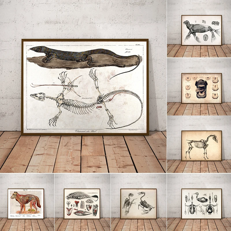 VintageAnimalsAnatomicalChartsPostersHorseCowDogSharkAnatomy