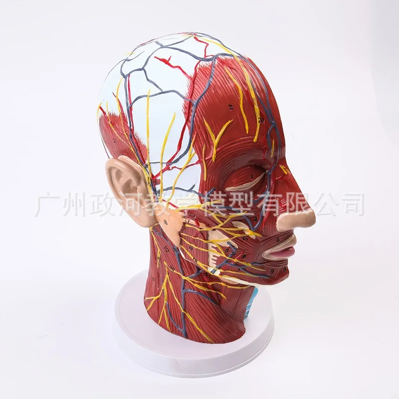 

Human Facial Nerve Blood Vessel Muscle Anatomy Model Medical Teaching Tools