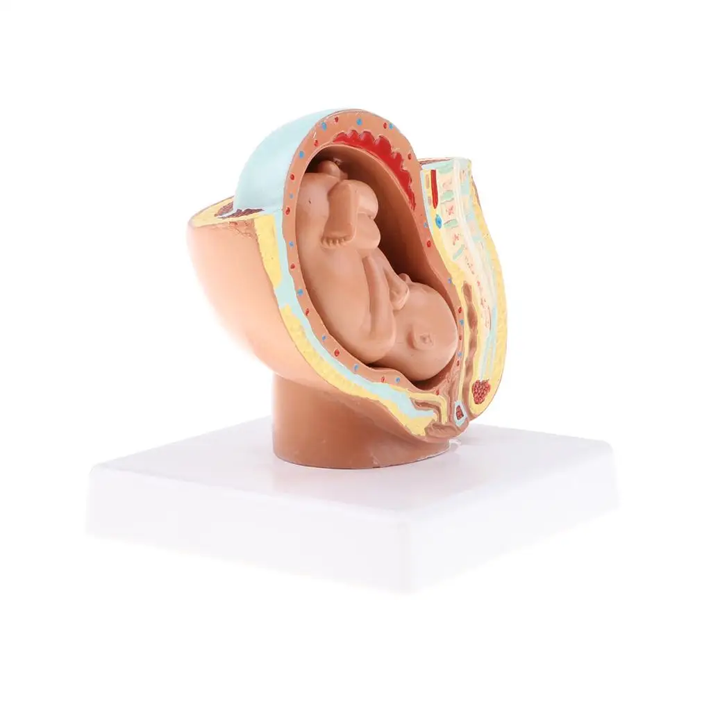 9th Month Baby Fetus/Foetus  Model Embryonic Development 5
