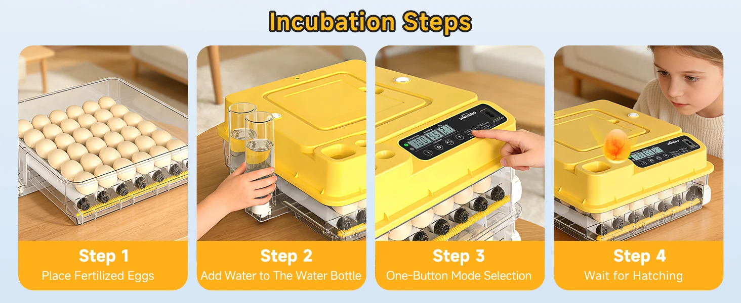 multiple eggs inside incubator