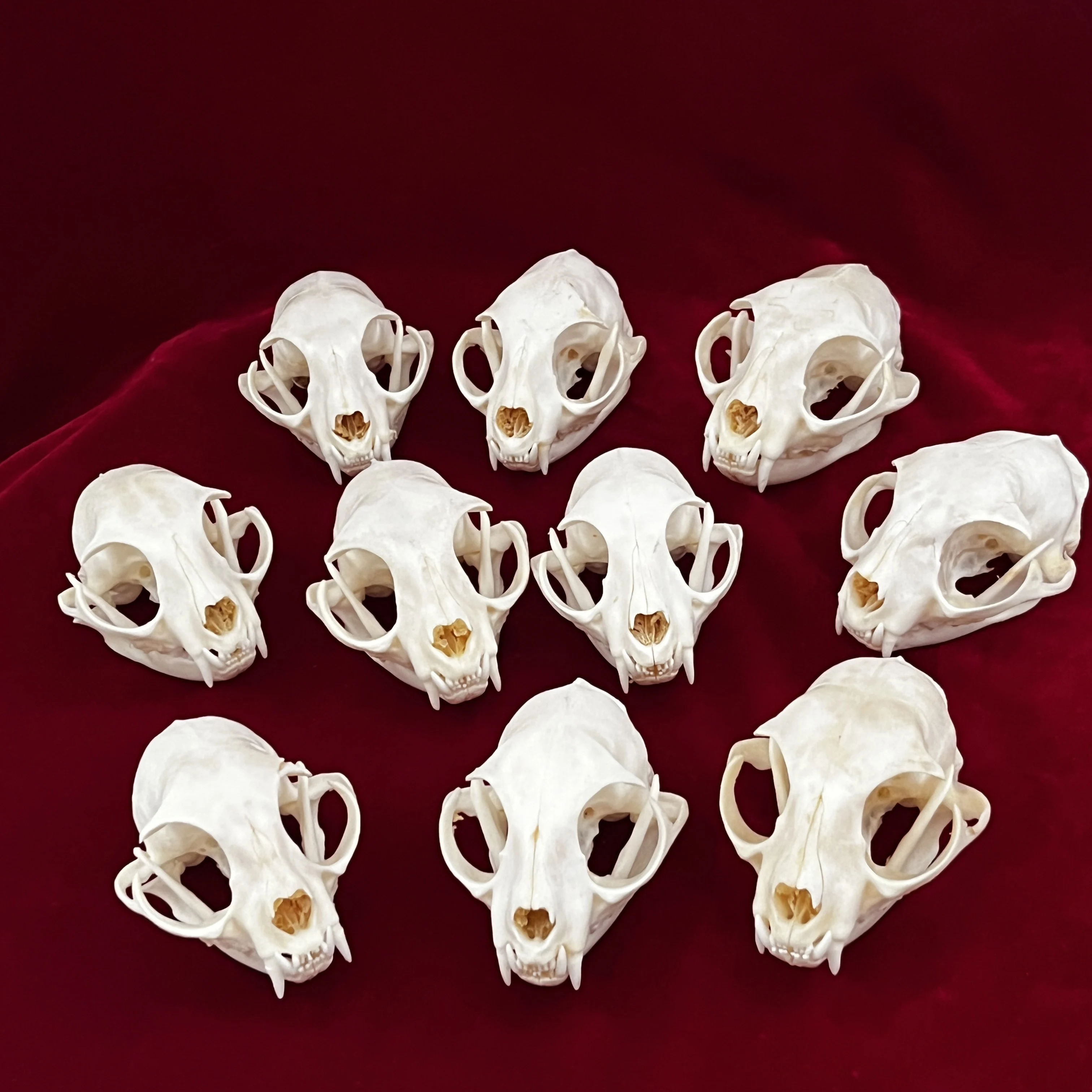  POPETPOP 2pcs Cat Skull Realistic Animal Skull Bone