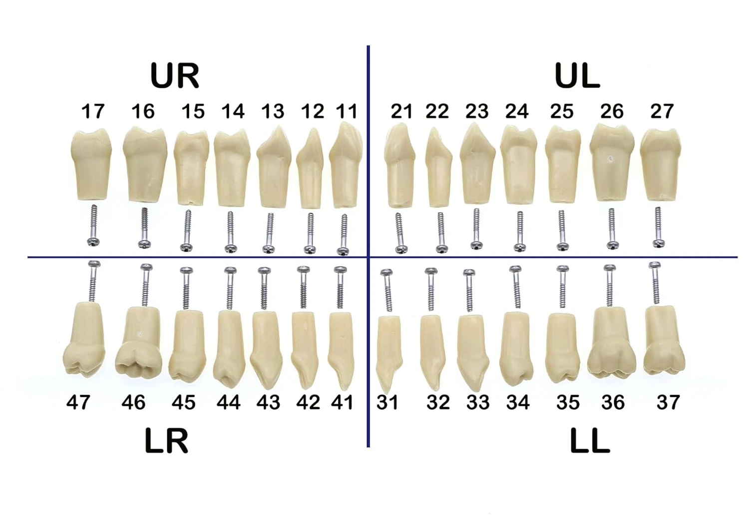 Dental Typodont Zähne Modell Abnehmbare Individuelle Einschraubbare Harz Prothese Praxis Zahn für Nissin Zahnarzt Lehr Zubehör – Detail 7